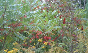 sumac goldenrod arb.jpg